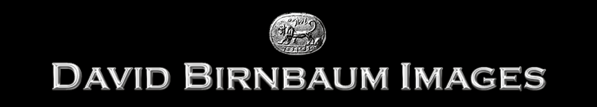 Daivd Birnbaum Images